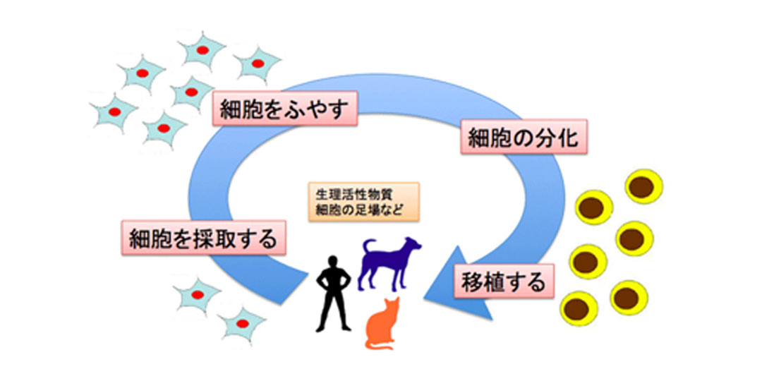 基礎　資格試験　研究　医師国家試験　新企画の-再生医療・細胞医療研究の新展開　臨床　教育　看護理論　東洋　精神医学　医療　光夫　医者　先進医療フォーラム　基礎薬学　•薬局　専門　岡野　外科内科　他企画　薬剤•師