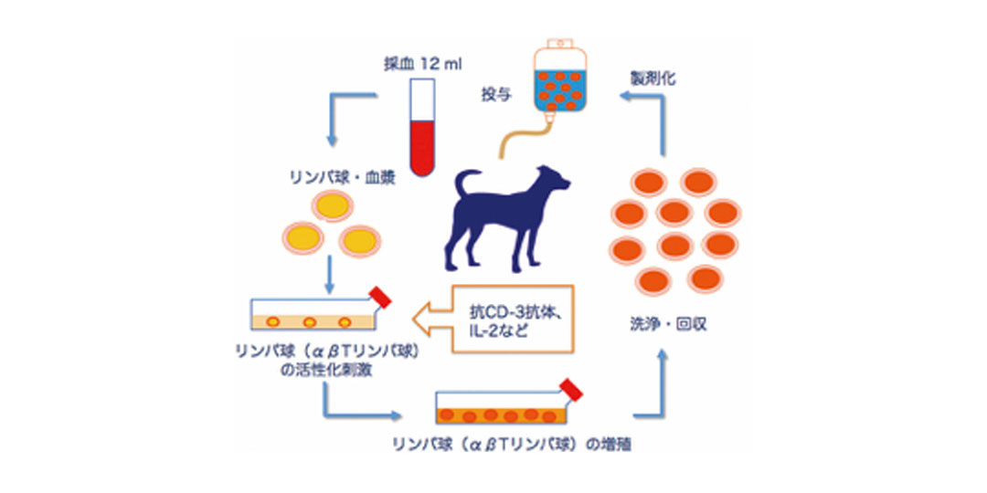 癌の三大療法と第4の治療法「細胞免疫療法」