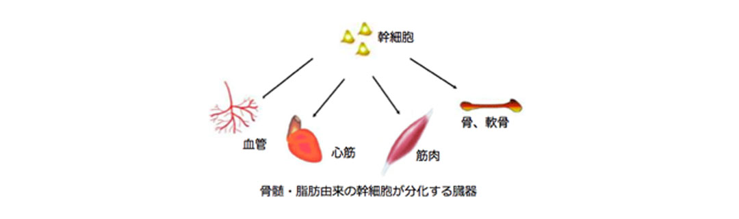 幹細胞療法（治り難い病気に効果が期待できる治療法）