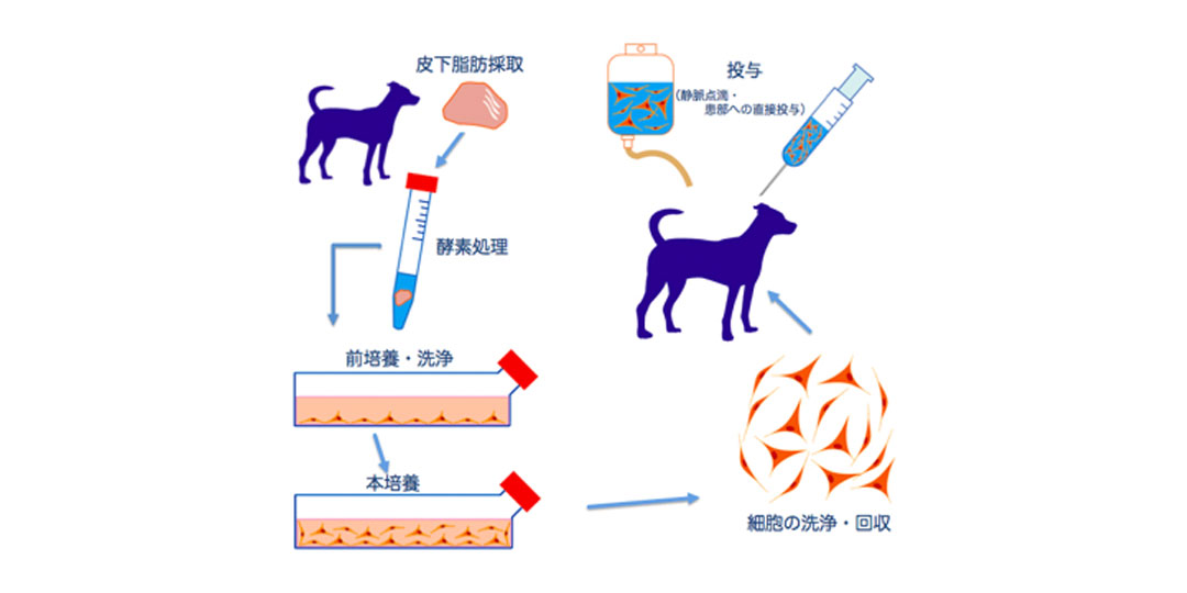 脂肪幹細胞療法（ADSC療法）